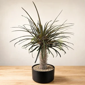 Silver Madagascar Palm